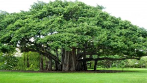 Banyan Tree Image